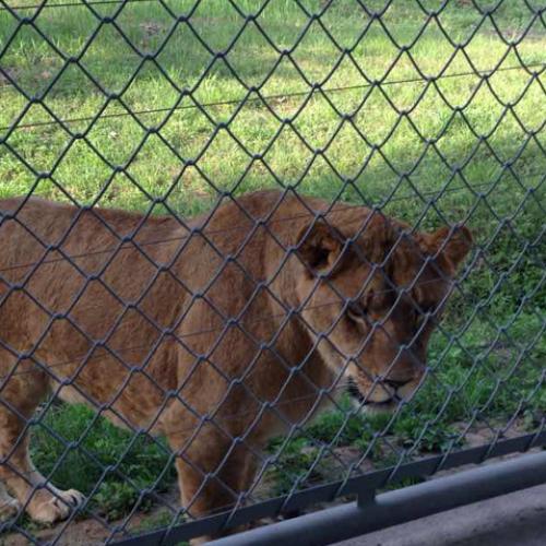 Farm breeding chain link fence