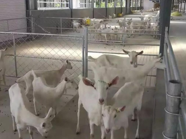 Farm breeding chain link fence