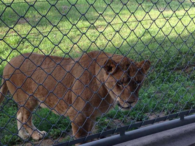 Farm breeding chain link fence