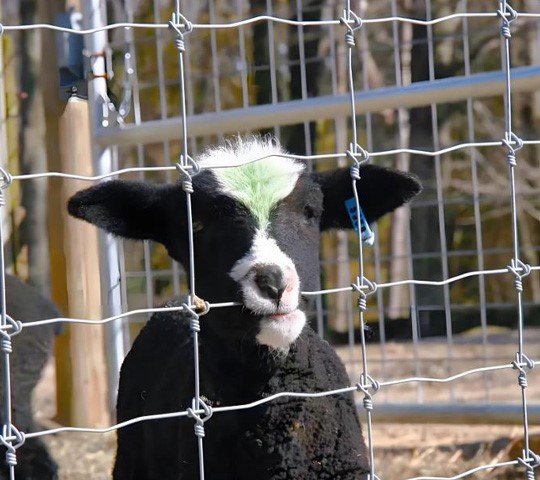 breeding protection net