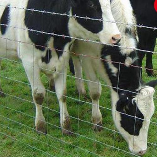 cattle fence