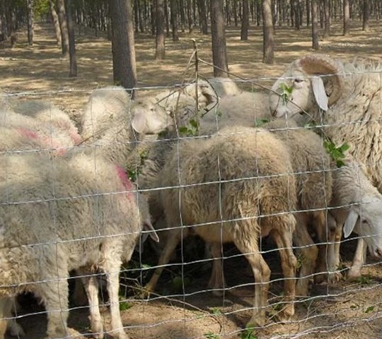 cattle fence
