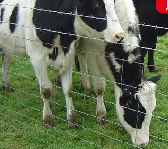 cattle fence