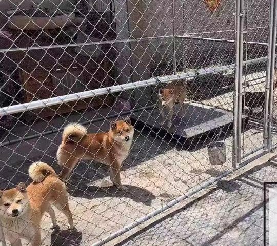 chain link fence