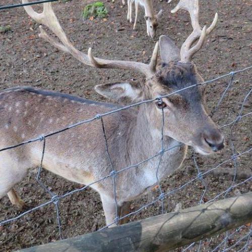 deer netting