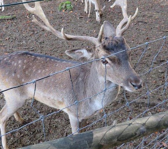 deer netting