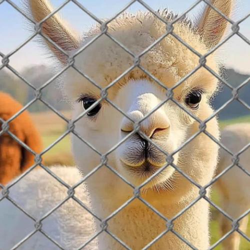 zoo fence
