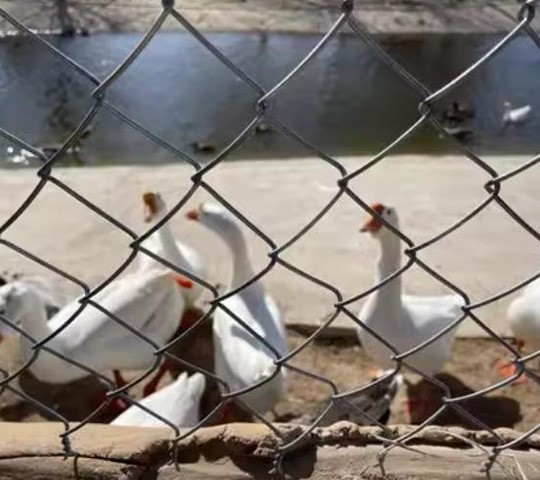 zoo fence